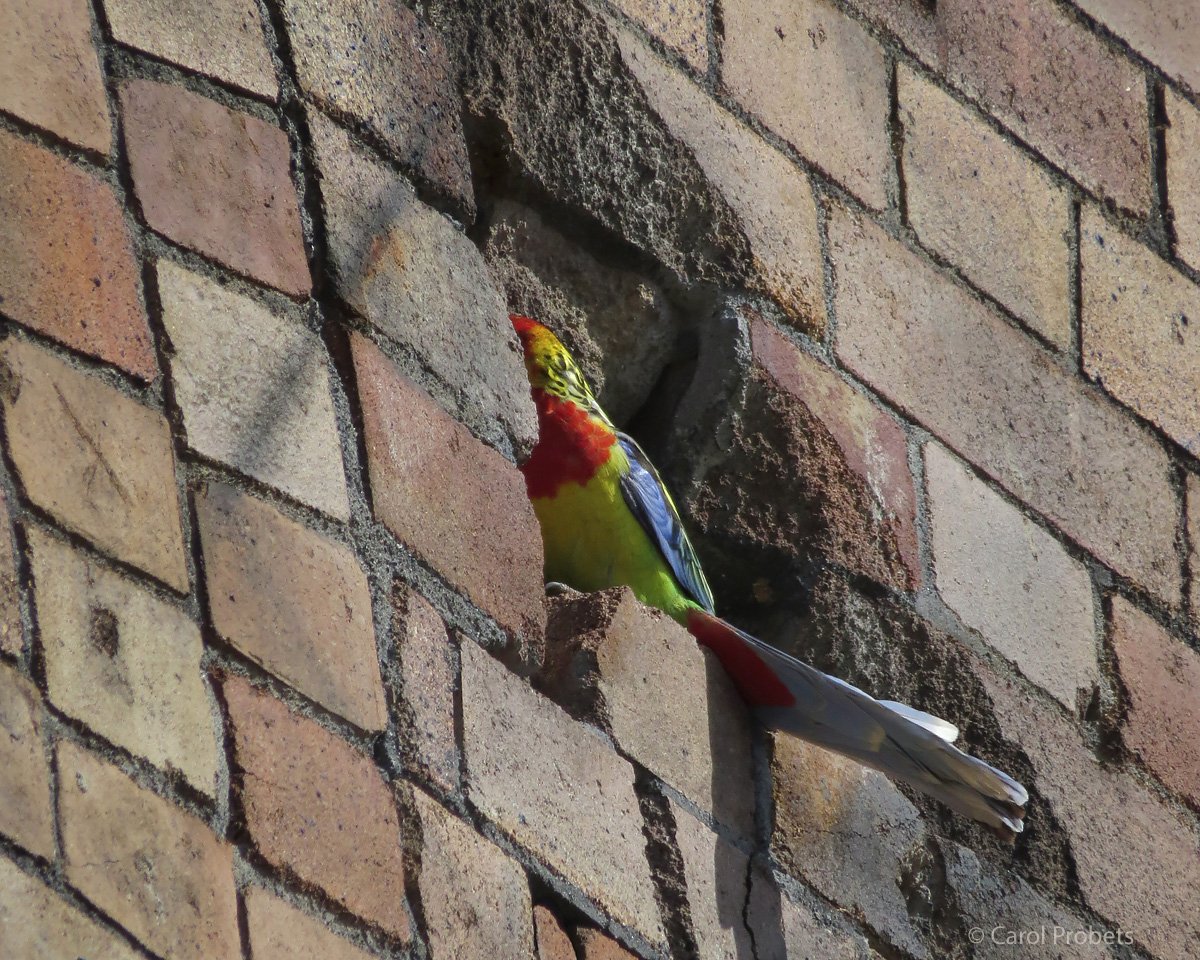 A rosella sits in a gap in the brickwork of an old wall, trying to excavate a hollow.