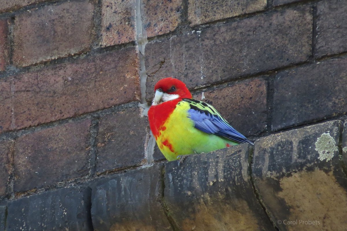 An Eastern Rosella sits on a narrow ledge on an old brick wall. His bright red, yellow, blue and green plumage contrasts starkly with the grimy bricks.