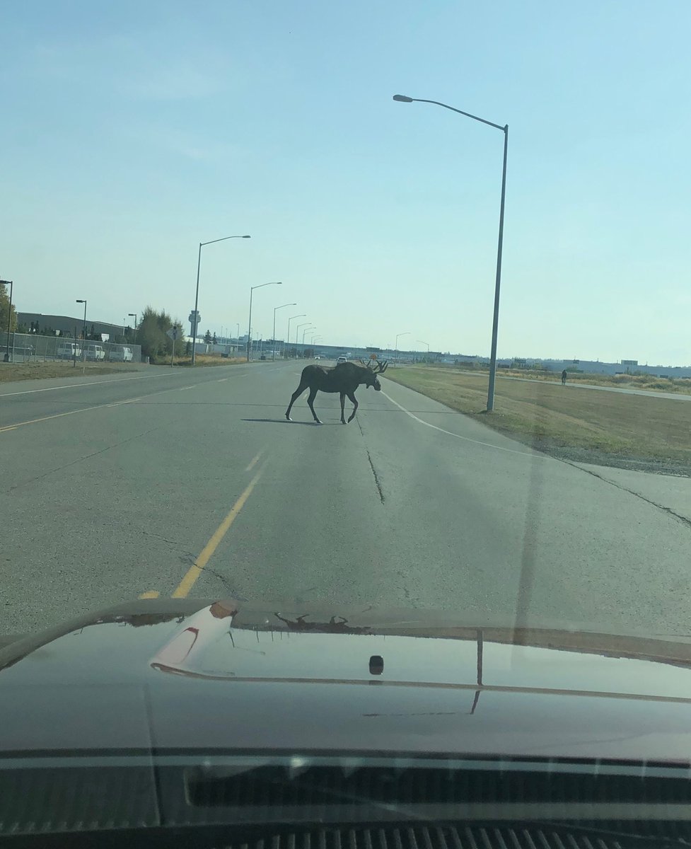 What an Alaskan traffic jam looks like.