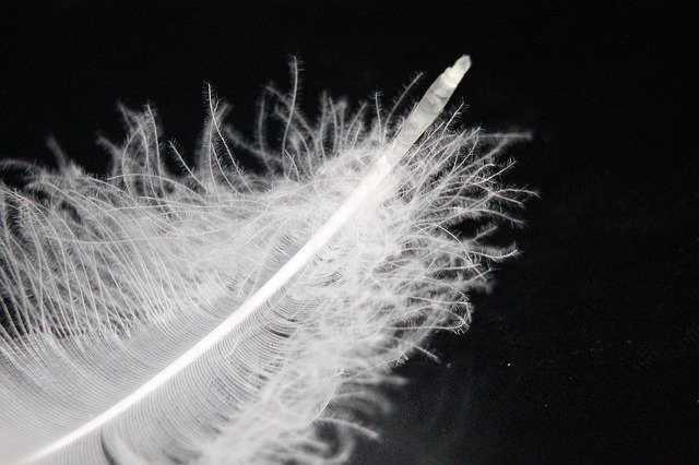 offgridnews's tweet photo. The Easiest Ways For Harvesting Down Feathers - https://t.co/dvRDr8fGr7 https://t.co/O4xRLG6KKx
