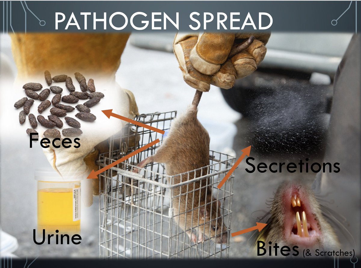 JRothenburger's tweet image. It was a pleasure to be invited to present at the 2019 #aspcro meeting in Franklin, TN on public health threats related to rodents. #OneHealth #rats