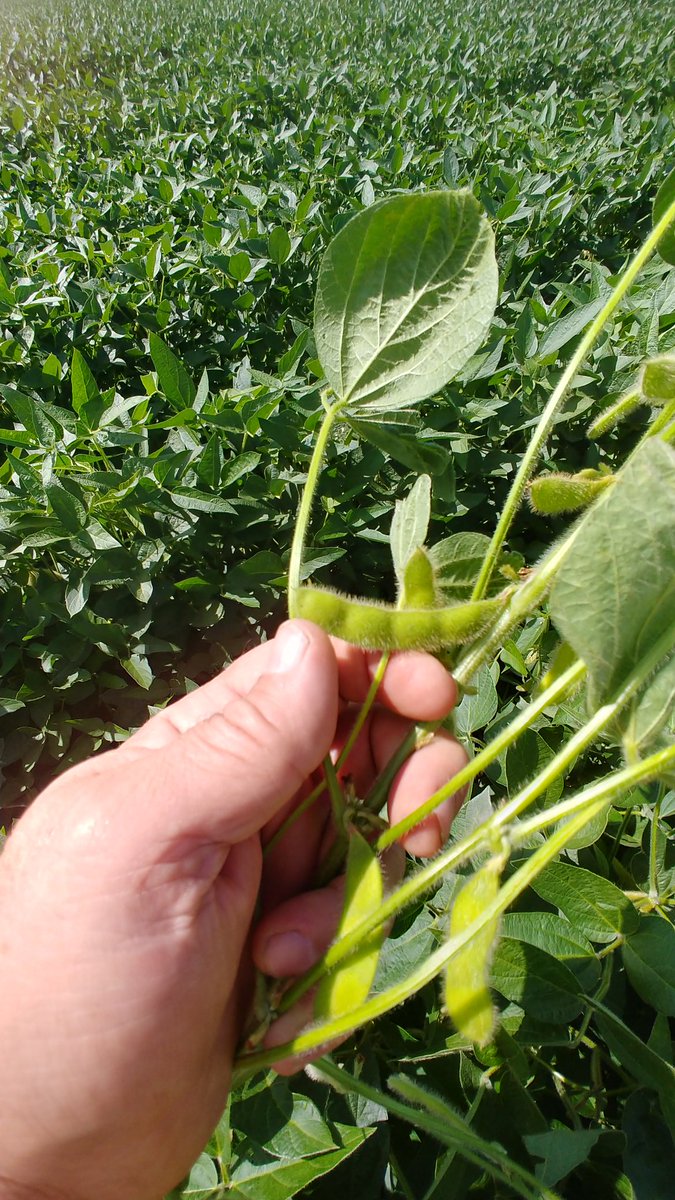 waltonagseed's tweet photo. Didn't expect to find these in the late planted beans ....but I'll take it! #4beanpod #GT27 #soybeans https://t.co/cmK57wR9fK