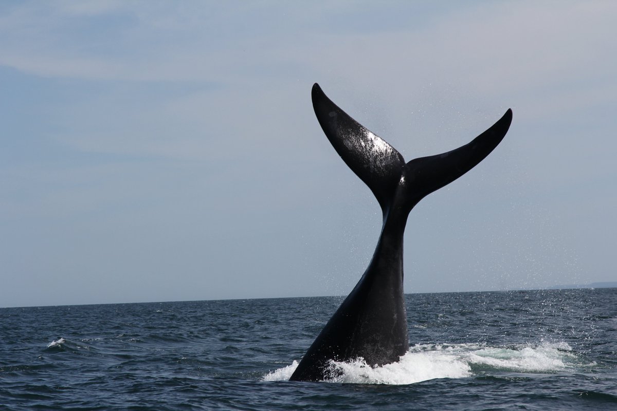 #headstand #rightwhale The NARWs starting to be playfull. First SAGs of the season for us <a href="/MICScanada/">MICScanada</a> <a href="/AShields_Devoir/">Alexandre Shields</a> Also first feces samples @RightWhaleScoop for <a href="/NEAQ/">New England Aquarium</a> colleagues. <a href="/BaleineMagazine/">Baleines en direct</a>