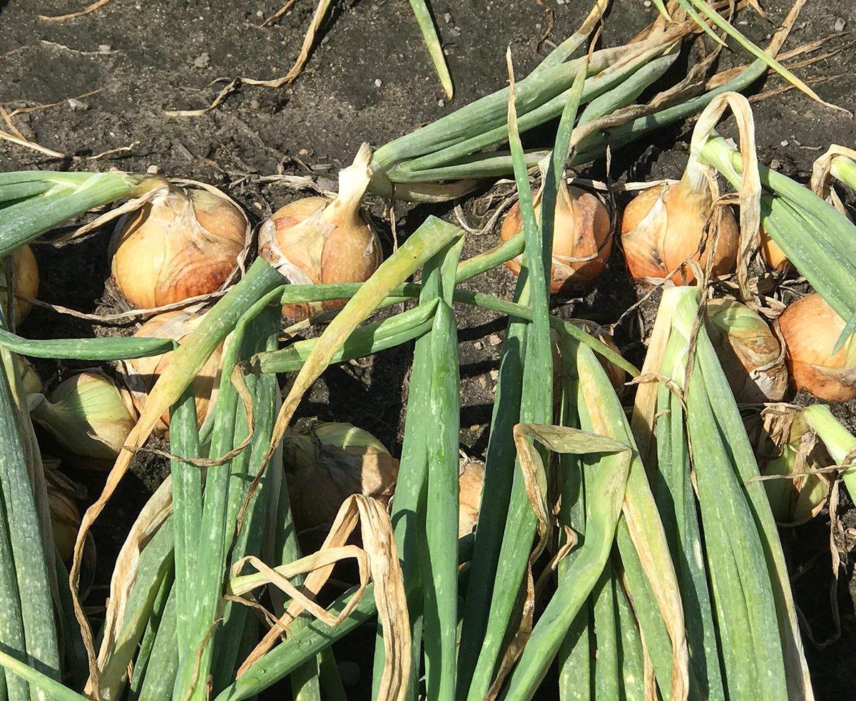 PerformFertAG's tweet image. Long day out in the field.. #VitaGib treated onions still going strong in MI. 
#PerformanceTechnology #Onions
