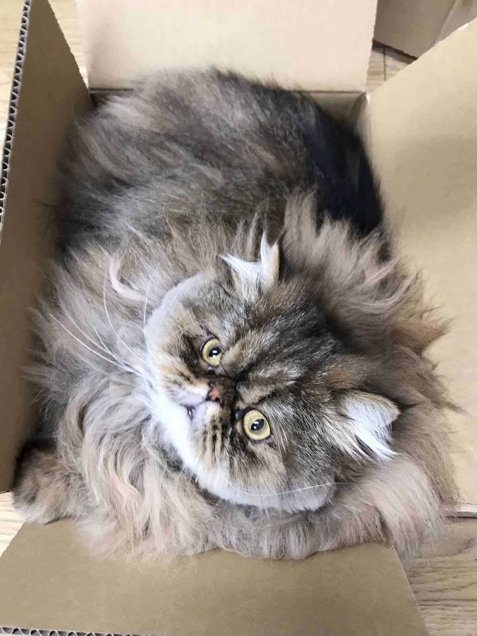 桜井海 おじ猫7巻発売中 ドラマ放送中 そんな悲しみを癒してくれたのが ぷくまる です 雑種しか飼ったことがなかったのですが ふくまると同じエキゾチックを飼ってみようと思い ブリーダーさんから引き取りました 名前 桜井海 おじ猫7巻発売中 ドラマ放送中 そんな悲しみを癒してくれたのが ぷくまる です 雑種しか飼ったことがなかったのですが ふくまると同じエキゾチックを飼ってみようと思い ブリーダーさんから引き取りました 名前
