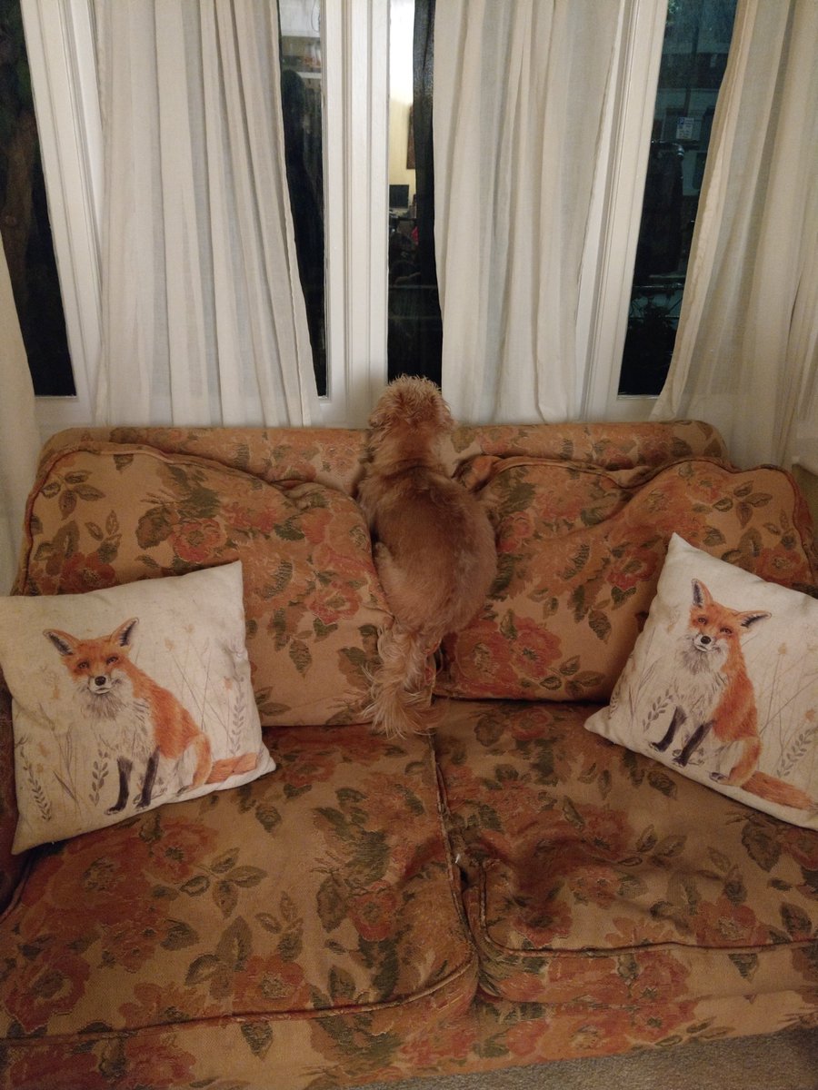 I am sure I can see a pesky fox out there!