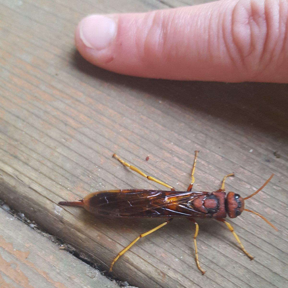 Lacie4Crochet's tweet photo. Okay!! WTF is this Giant Thing now??!! Wholly bum stinger too!! Yikes 😲 #stingy #wasp #flyingbug #insects #backyardinsects #hornet #stripstingbug #bug #flyingstinginginsect #buzz 🐝 https://t.co/qYiducIUNW