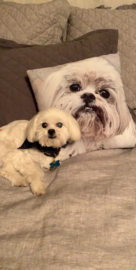 Hanaynay27's tweet photo. If you loved Charlie and have any pictures of him please post them to this thread https://t.co/tBZ41nOtsQ