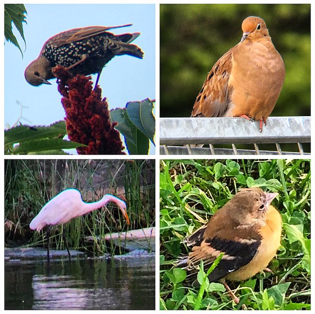 Ontario Place bird notes #13 | Noticeably getting darker much earlier - lots of juvenile starlings in the sumac trees, a great egret fishing, a tiny baby American goldfinch in the grass, a few mourning doves, and dozens of mallards and ring-billed gulls.