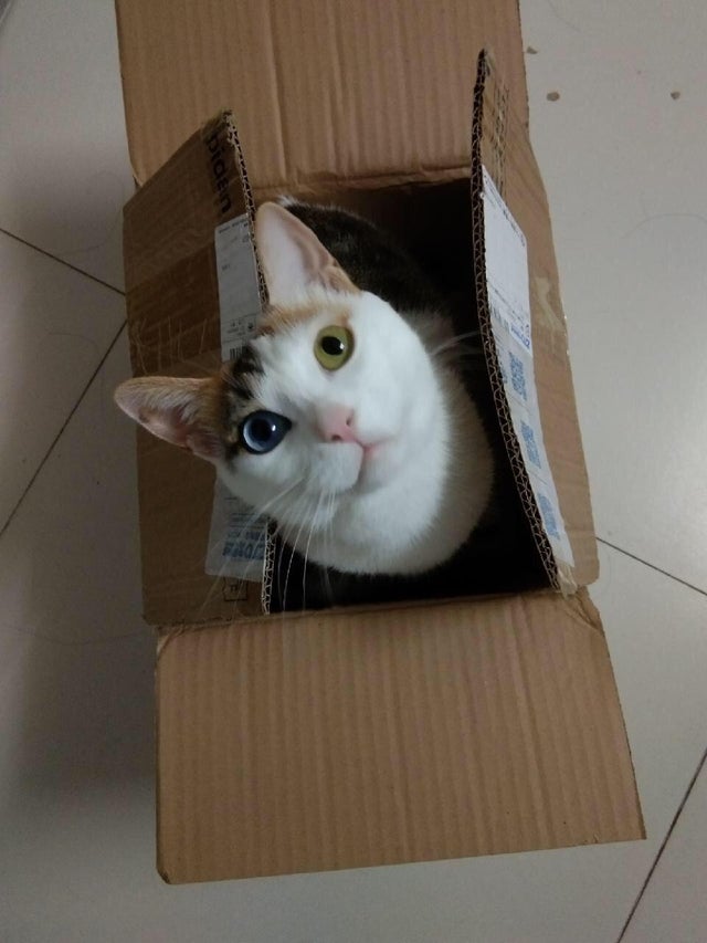 ilovepet7's tweet photo. The kitten express has arrived, please check it!

#Cats #Cat #Kittens #Kitten #Kitty #Pets #Pet #Meow #Moe #CuteCats #CuteCat #CuteKittens #CuteKitten #MeowMoe #catlovers #catlover #mycat https://t.co/sp2qW4sAAM