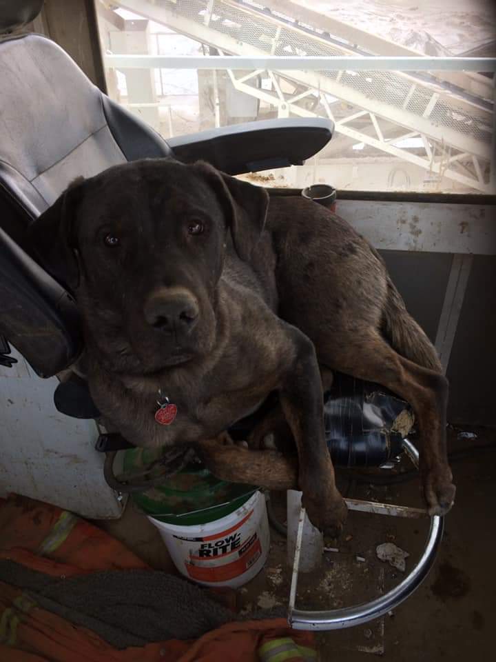 Flayla the Pup tweet media