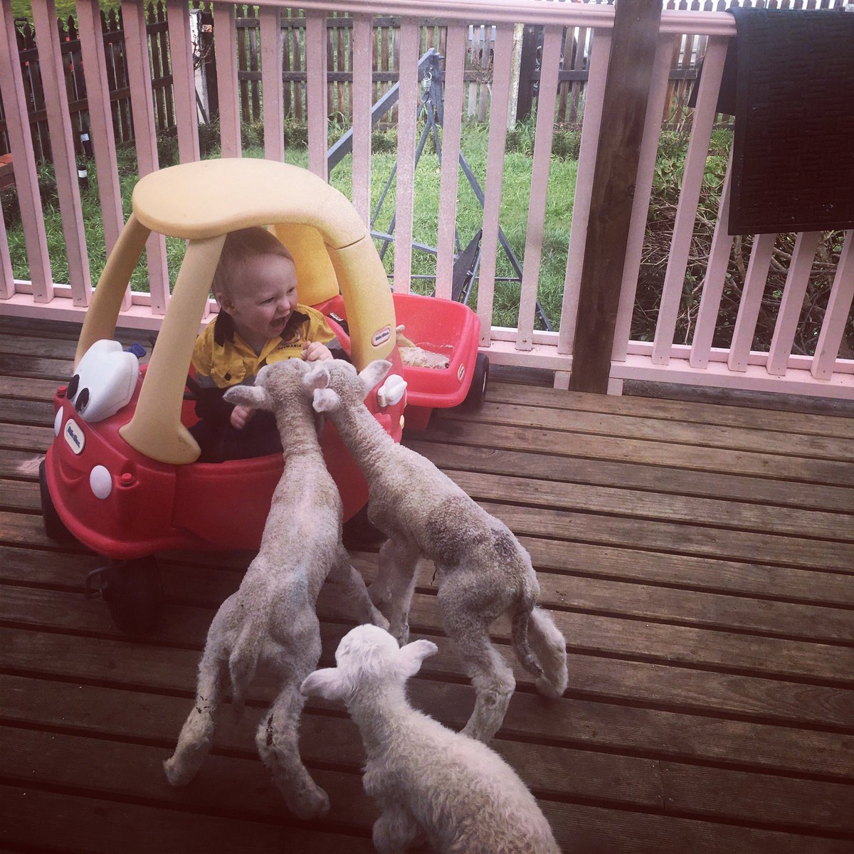 Raspberry Jam = 😋
Lamb (traffic) Jam = 😬