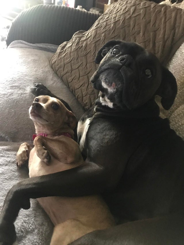 ilovepet7's tweet photo. What are you looking at?
#Dog #dogs #puppy #love #cute #pet #doglover #pets #puppies #ilovedog #puppylove #animal #doglovers #doggy #dogbreads #mydogs #funnydog #DogLife https://t.co/W0HMrs56id
