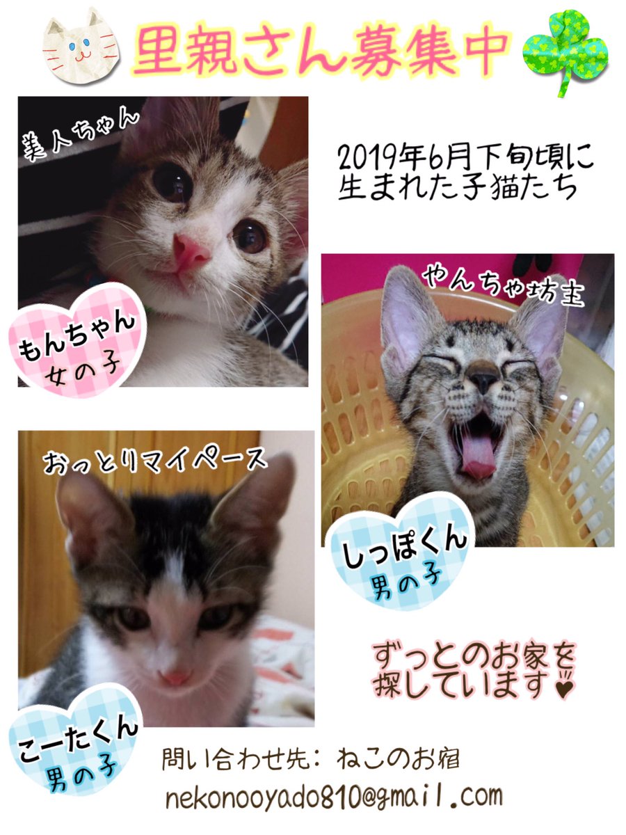Happy9taro's tweet photo. もんちゃん、しっぽくん、事情があってトライアル先から戻ってきました😅。現時点で3匹の子猫の里親さん募集してます😸😸😸。
エイズ白血病は陰性でした。
#石川県 #金沢市 #里親募集 https://t.co/aIvZ9lnaGu