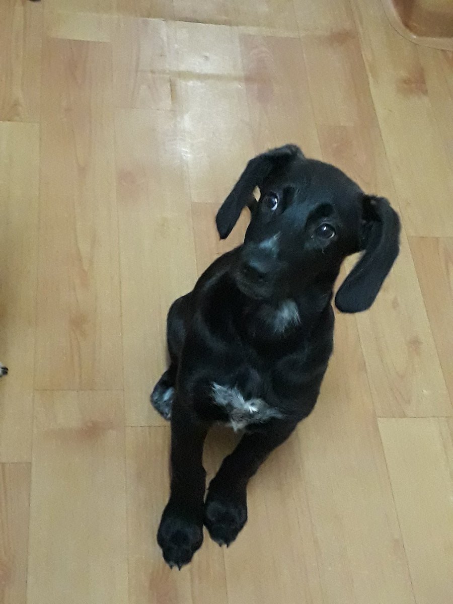 SaaralLara's tweet photo. Vamos de nuevo 😔.
Ayer la adoptaron y la devolvieron a las 3 horas porque quería jugar y su otro perro no.
Tiene 3 meses y es puro amor. Será mediana. 
Ella es OREO y espero que se difunda mucho para lograr encontrarle una familia que la ame para siempre. https://t.co/IEEE5ii8pd