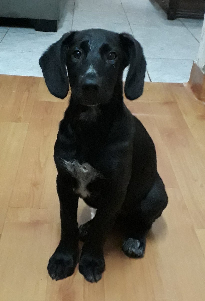 SaaralLara's tweet photo. Vamos de nuevo 😔.
Ayer la adoptaron y la devolvieron a las 3 horas porque quería jugar y su otro perro no.
Tiene 3 meses y es puro amor. Será mediana. 
Ella es OREO y espero que se difunda mucho para lograr encontrarle una familia que la ame para siempre. https://t.co/IEEE5ii8pd