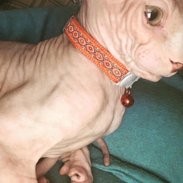 MandaLioness's tweet photo. New collar! #orange #newcollar #ootd #sphynx #sphynxcat #sphynxtagram #sphynxofinstagram #sphynxcatsofinstagram #sphynxcats #sphynxcatsruletheworld #sphynxfamily #sphynxcommunity #sphynxlife #sphynxmom #mintfish https://t.co/Wfbr34NsCA https://t.co/kdEXhFdrvj