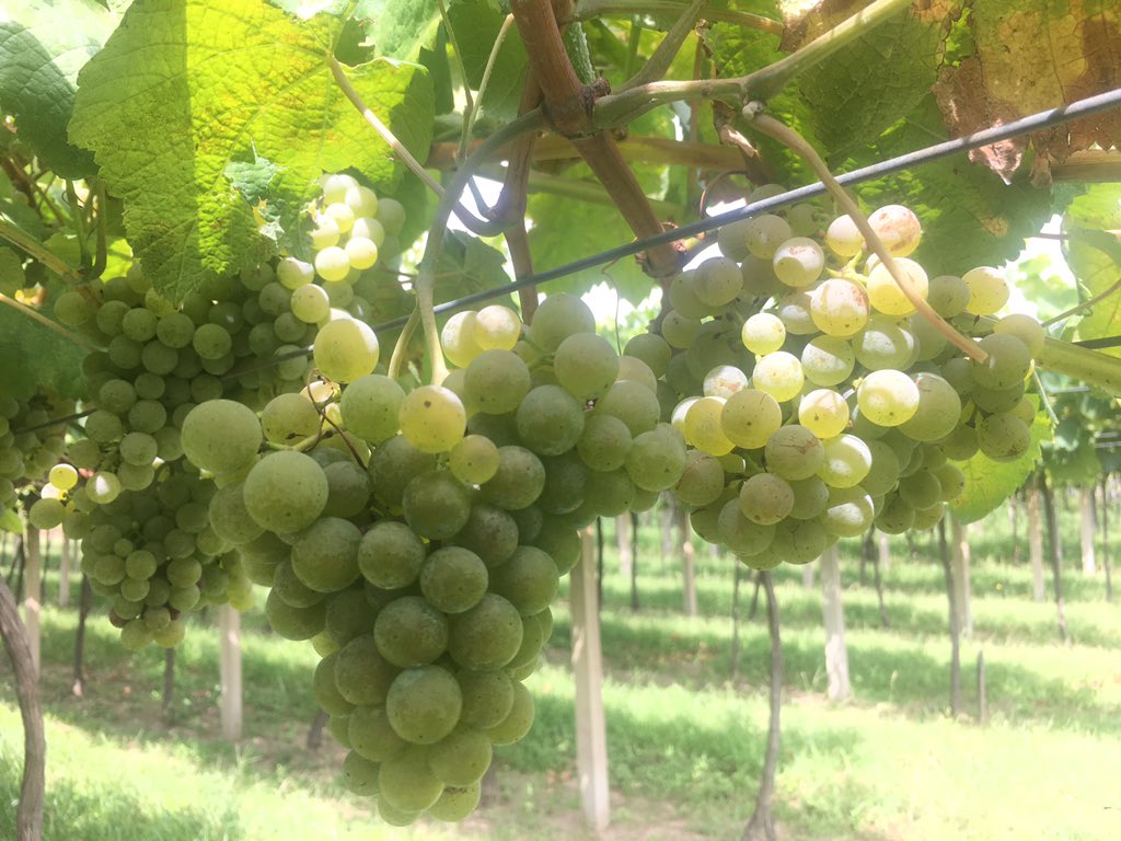 Faltan entorno a 15 días para proceder cos traballos de recolección ✂️ das nosas uvas 🍇, a vendima’19 aproxímase!!...