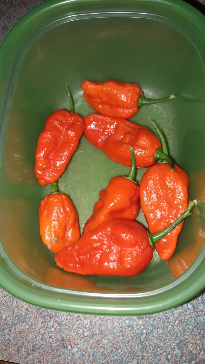 JosephK1990's tweet image. Seven ghost peppers (yes, they're real). And I'm feeling cute, might eat all these later. Idk #SpiceIsLife