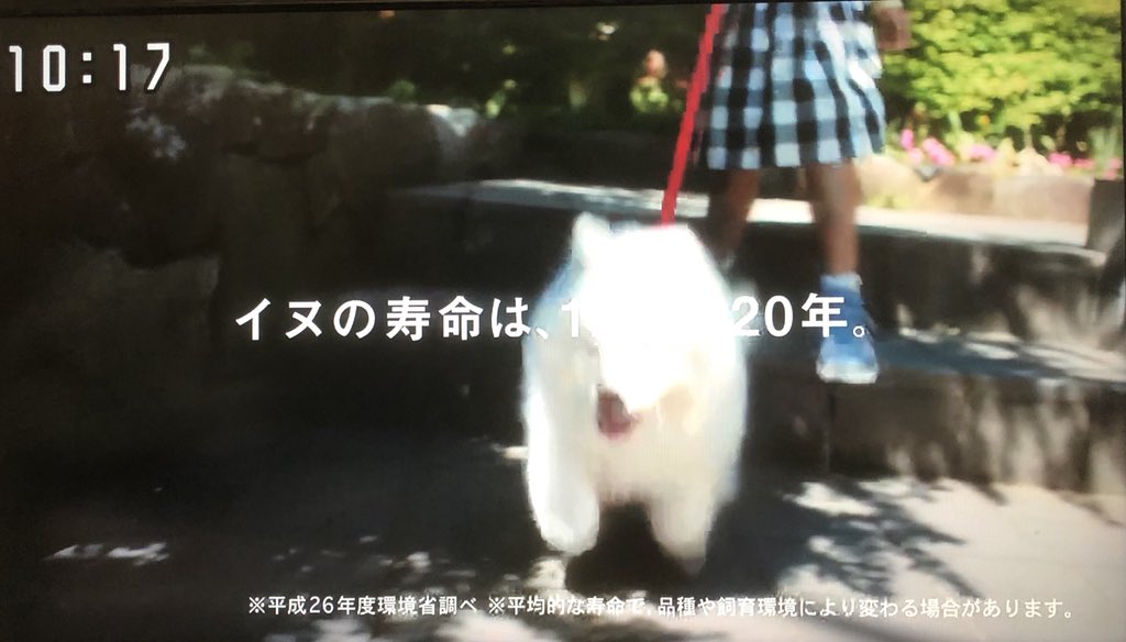 Ac ジャパン Cm 犬 Acジャパンcmの白い犬の犬種は 出演女優も紹介