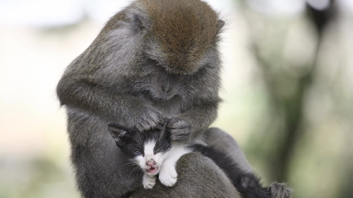 MeowMoeDotCom's tweet photo. Cute Cats And Monkeys Playing Together
 
#Cats #Cat #Kittens #Kitten #Kitty #Pets #Pet #Meow #Moe #CuteCats #CuteCat #CuteKittens #CuteKitten #MeowMoe
 
#BestAnimalCompilation #BestPets #CatsAndMonkeys #CatsAndMonkeysFighting
 
https://t.co/bYFHabExLs
 
. https://t.co/d5sHld4lU1