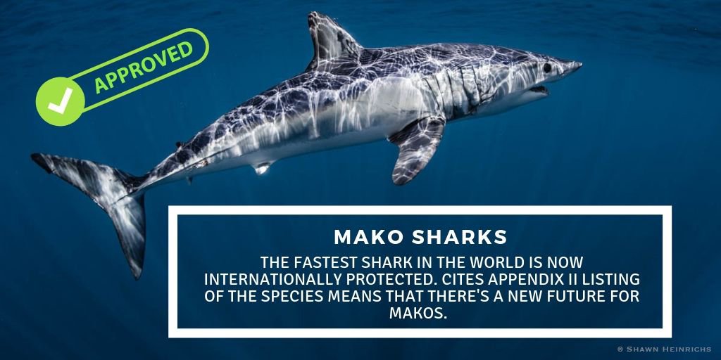 Makos listed!  Along with giant guitarfish and wedgefish, 18 species of sharks and rays will receive much needed global trade regulation. #CITES #CITESCoP18 #mako #RhinoRays