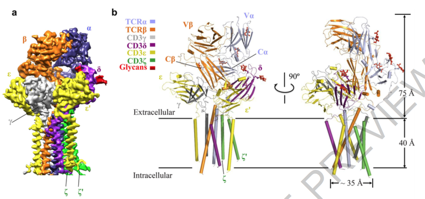 Human #TCR_CD3 Complex | Structural basis of assembly | a cryo-eM structure  with the CD3 hexamer at 3.7 Å resolution | Zhiwei Huang <a href="/HIT_China/">HIT</a> <a href="/Nature/">nature</a> buff.ly/2UbhLOu