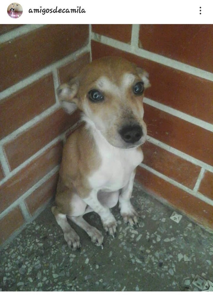 Dani_dirm's tweet photo. #URGENTE Esta perrita fue abandonada en un edificio en Caricuao,necesita URGENTE UN HOGAR O RESGUARDO TEMPORAL porque hay personas q amenazan con sacarla de allí. Es una bebé,está muy asustada y es muy indefensa,está llorando nerviosa,contacto:0416-8149487 AYUDA😔🙏🏻 @CanalAnimal https://t.co/22HIQSVRBb