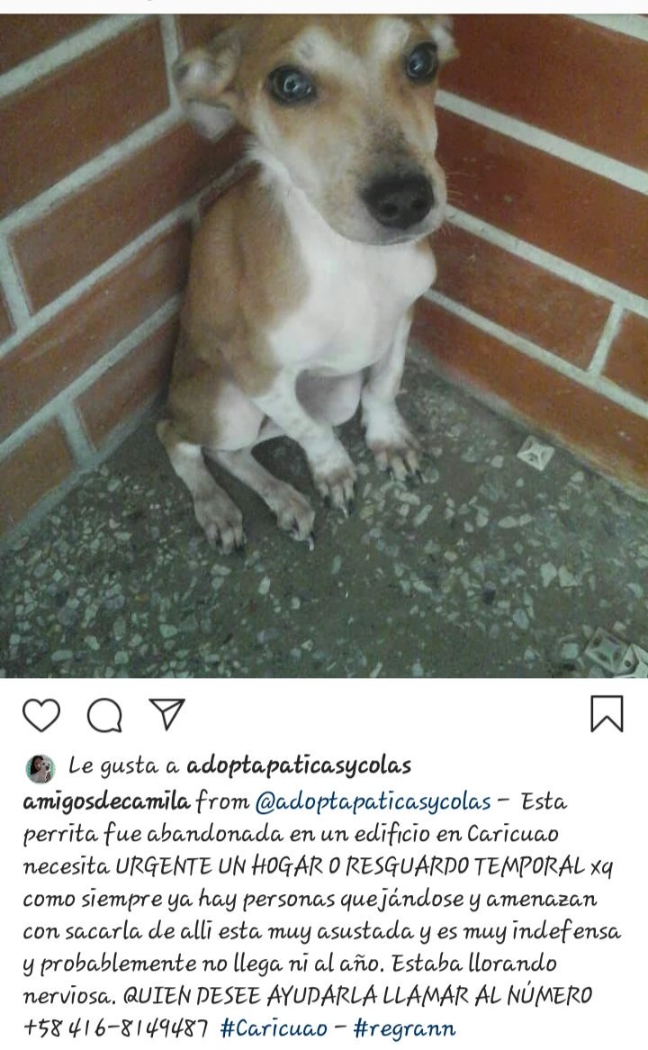 Dani_dirm's tweet photo. #URGENTE Esta perrita fue abandonada en un edificio en Caricuao,necesita URGENTE UN HOGAR O RESGUARDO TEMPORAL porque hay personas q amenazan con sacarla de allí. Es una bebé,está muy asustada y es muy indefensa,está llorando nerviosa,contacto:0416-8149487 AYUDA😔🙏🏻 @CanalAnimal https://t.co/22HIQSVRBb