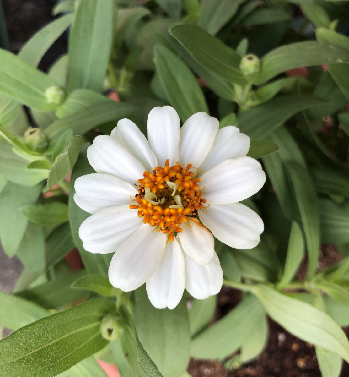 ハル ジニア 百日草 をお迎えして寄せ植えに 晩秋まで次々咲いてくれるらしいのでたのしみ プランターでは小松菜と小かぶを始めてみた 無事芽が出ますように