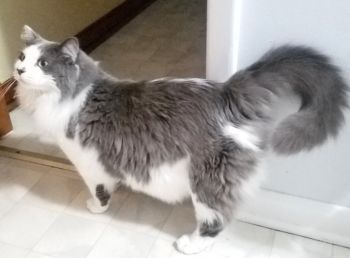 Tim_Sebastian1's tweet photo. Guarding the door, its a full time job.

#cats #CatsOfTwitter #doorguard https://t.co/9Gs1QZP7Vh