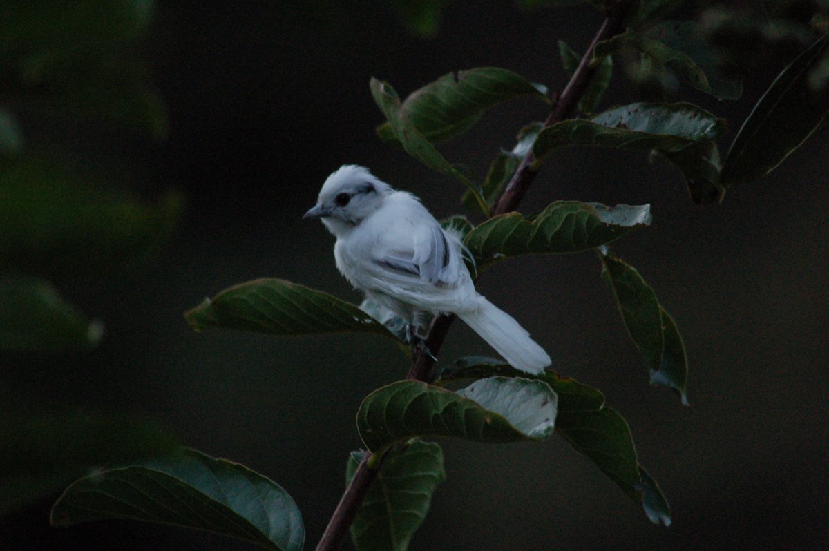 tom_clark1's tweet photo. #TrickyBirdID Need some help identifying this bird spotted in Chapel Hill NC.  We are at a loss!
Any ideas? https://t.co/GLlKg3GzF6