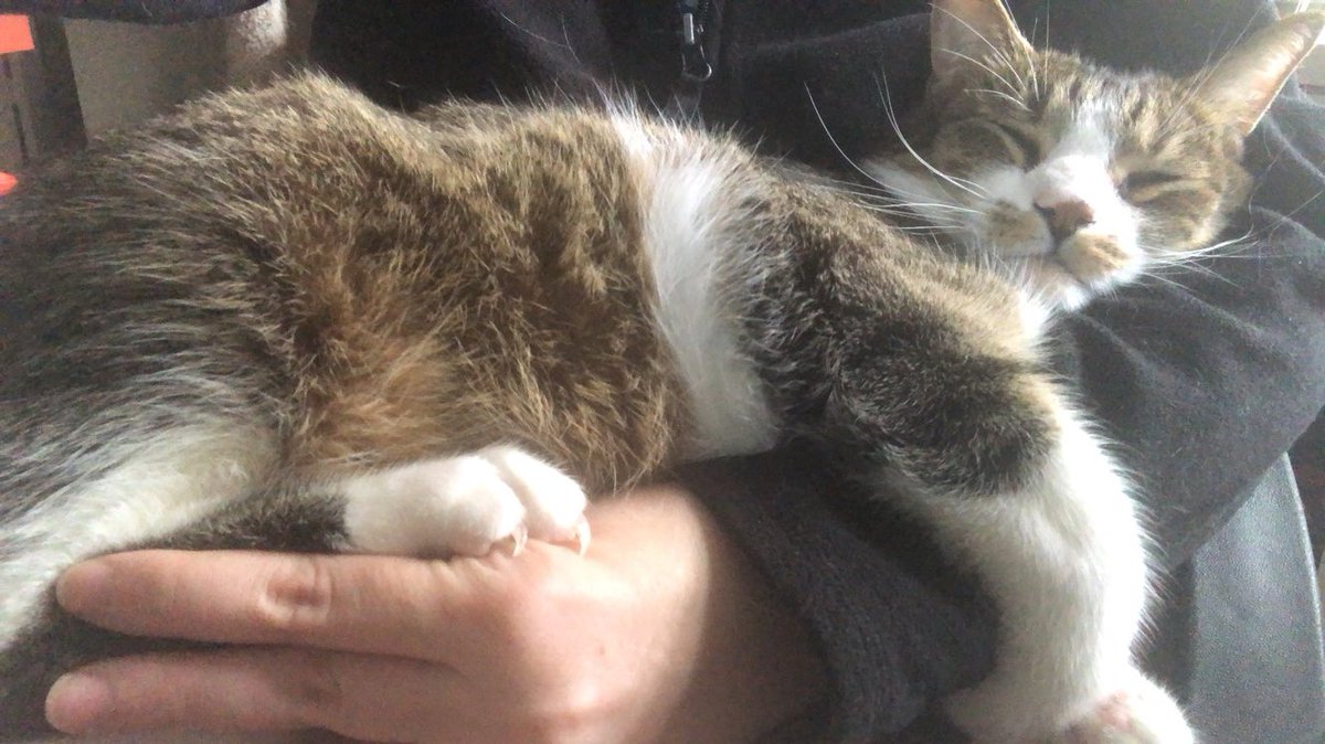 sassmeows's tweet photo. Howe too maeke SUREf yuo cane STAEy ine warme armes...,... 

1///.... cliemb intooh spacef 
2??! .... closes yuorse eyes
3-/-/ .... DIGGIFF thee toe clawes 

dere yuo goe https://t.co/mW70E1Aav4