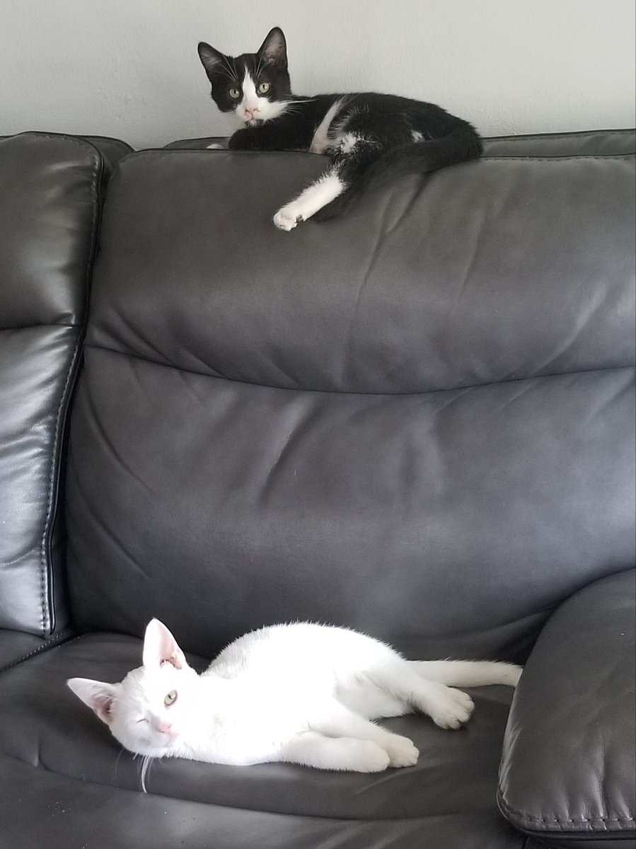 BrianJay6's tweet image. Well, it used to be MY seat..#catsareincharge, #
