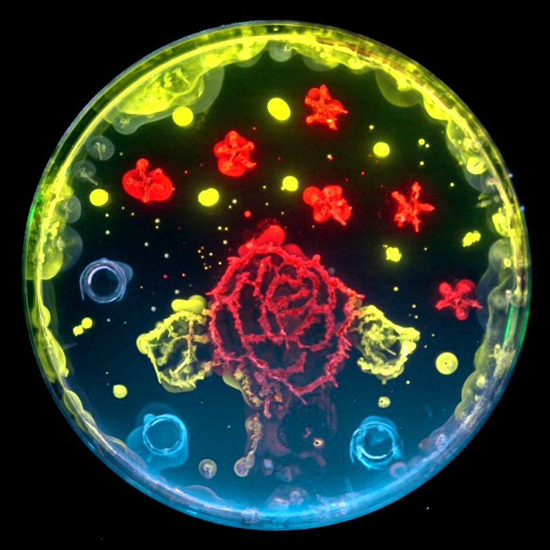 Misono_Lab's tweet image. Just found an old pic of a drawing by a high schooler with some fluorescent proteins. Nothing scientific, so I will not submit it to the ASCB GFP image contest. Anyway, happy 25th years of GFP! #GFP #greenfluorescentprotein