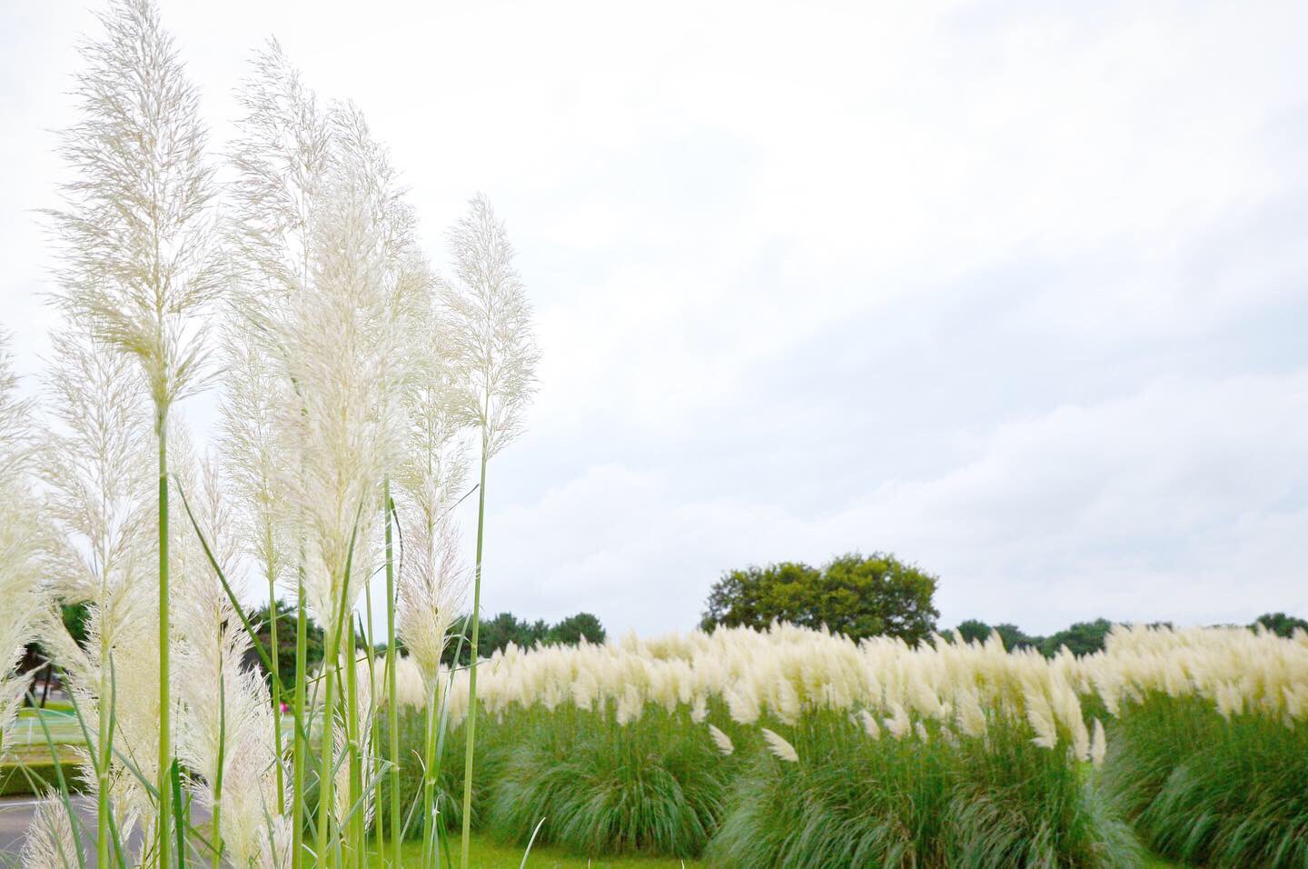 ひたちなか市東方見聞録 お化けススキがあらわれた ちびっこやわんこと一緒に写真を撮ると 映えるらしいですよ パンパスグラス 国営ひたち海浜公園 T Co 3eyytqgway T Co Jowsqpn7pz Twitter