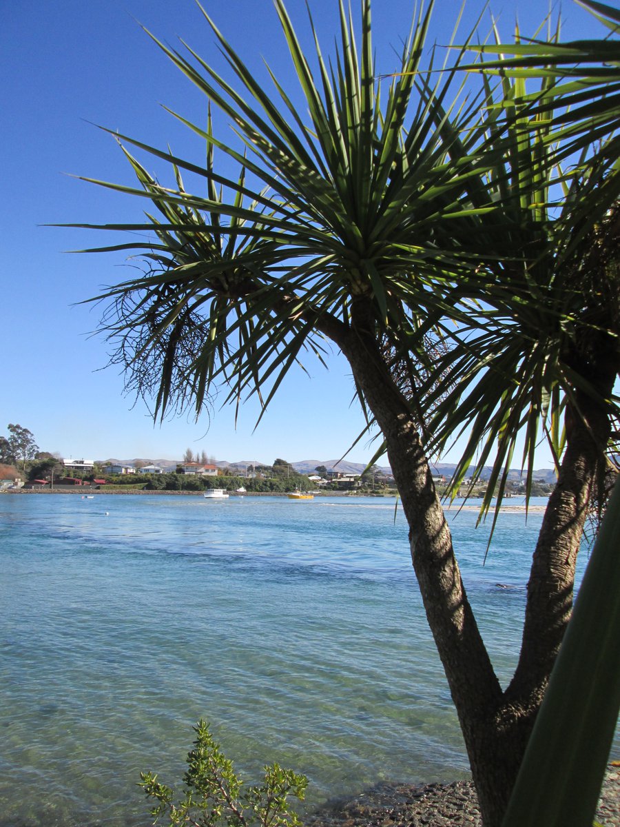 allanrob9's tweet photo. #Flaxpods frame #Karitane & #CabbageTree frames the estuary in competition with the #flax. Someone has to frame photos since #Twitter got mingy with photo space. Hah https://t.co/coa9U0lVRE