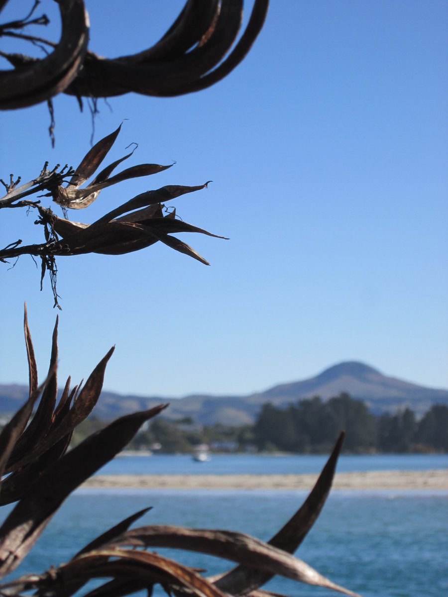 allanrob9's tweet photo. #Flaxpods frame #Karitane & #CabbageTree frames the estuary in competition with the #flax. Someone has to frame photos since #Twitter got mingy with photo space. Hah https://t.co/coa9U0lVRE