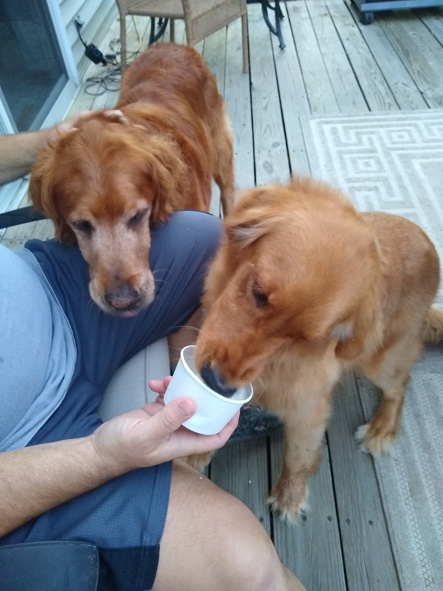 pie12's tweet photo. You scream. I scream. We all scream for ice-cream! #goldens #sharingishard https://t.co/KWSK4fphOl