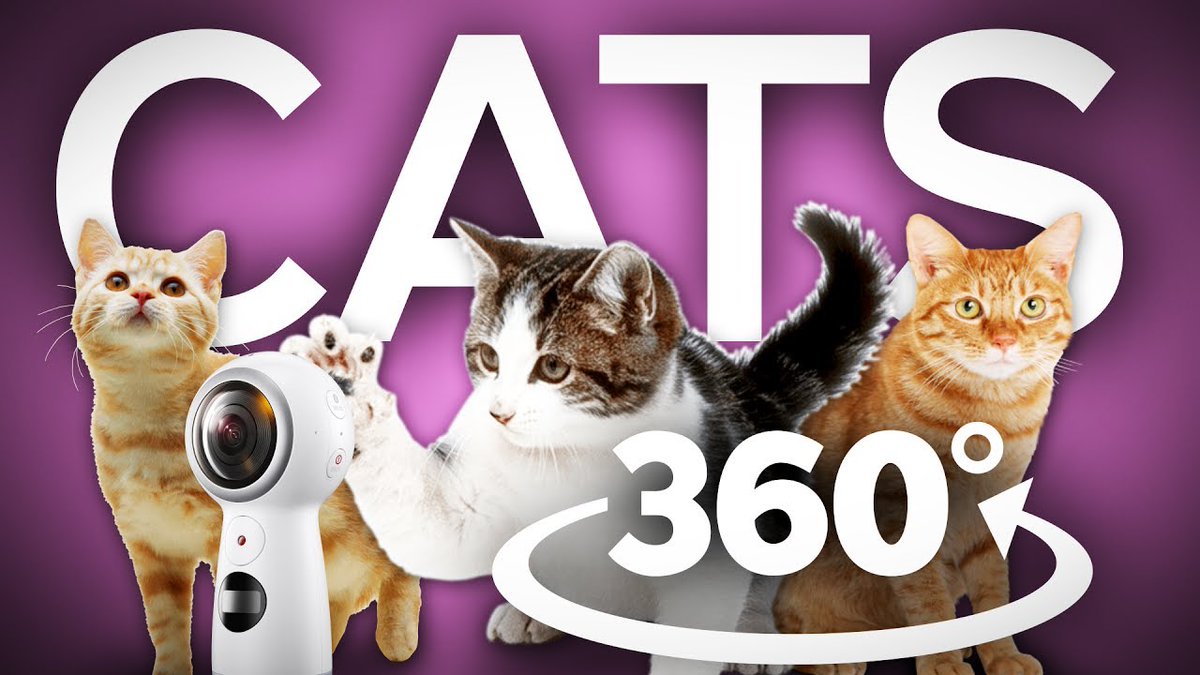 MeowMoeDotCom's tweet photo. Cute Cats from The Cat Museum in 360
#Cats #Cat #Kittens #Kitten #Kitty #Pets #Pet #Meow #Moe #CuteCats #CuteCat #CuteKittens #CuteKitten #MeowMoe
#cutecats #360Video #360VR #Cameracrews #Catsvideo #CuteCatsVideos
https://t.co/4g6AlrUW5Y
. https://t.co/tgOIykMpdX