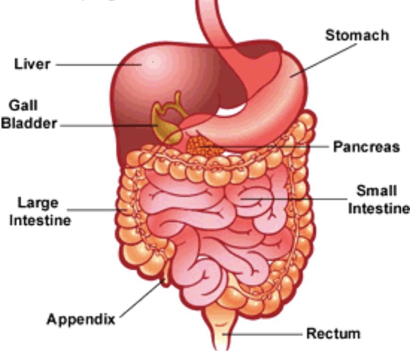 Пищеварительная система термины. Пищеварительная система на англ. Пищеварительная система человека на английском языке. Система пищеварения на английском. Human Digestive System.