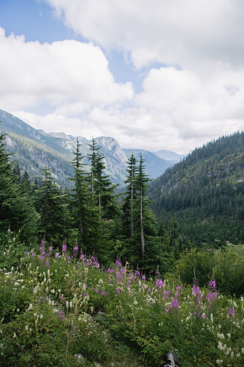SpencerKK_'s tweet photo. Summer feeling like fall in Washington https://t.co/6cgZSYIrox
