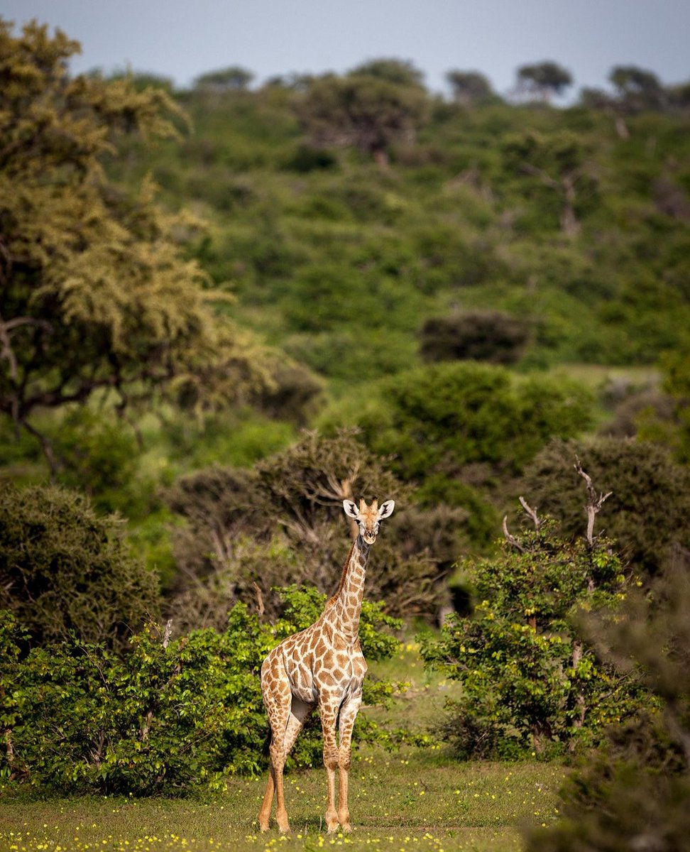 TuliLodge's tweet photo. Calving season starts after the first big rains of the year (around November/December). Email reservations@tulilodge.com to book your stay this holiday season.
#TuliSafariLodge #botswana #visitTuli #wildlife #luxurysafari #vacation #theTuliexperience #exploreAfrica #giraffe https://t.co/mOGp9ORFGo
