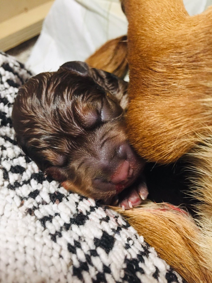 benardavet's tweet photo. If you love newborn #puppies and a #rescuedog story, this thread is for you! https://t.co/TEQOy3uRPS