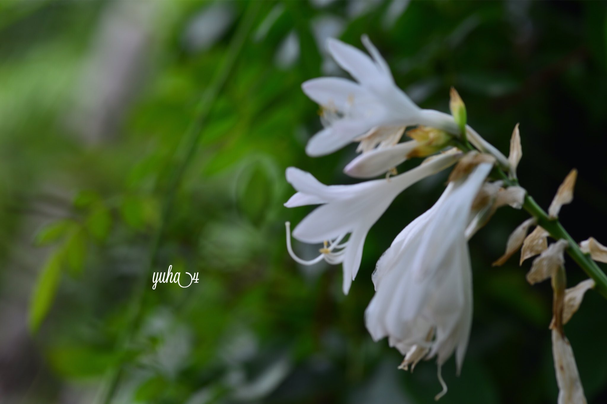 沈静 Twitter Search Twitter