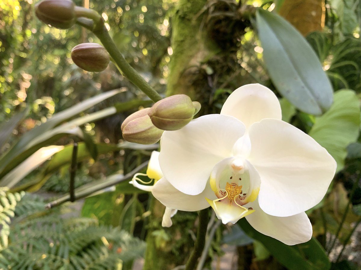 Blooming at the Garden right now. #hawaiitropicalbotanicalgarden #orchid #gohawaii #lethawaiihappen
