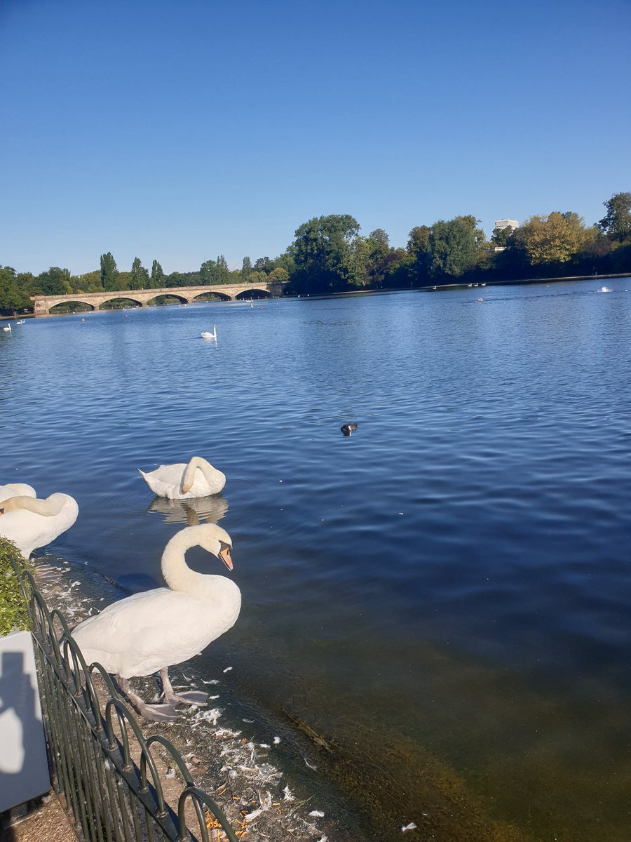 Early morning Serpentine swim. #serpentine #serps #fresh #perfectstarttotheday