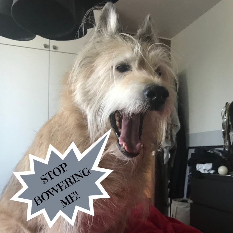 MatchingMutts's tweet photo. Guood news! Kara promised to go out wit me and halp find my frends!
#MatchingMutts #Kara #gamedev #indiedev #pawsourcing #doggodev #frends #Goodboi #doggo #dog #bork https://t.co/LYzjPAUGEZ