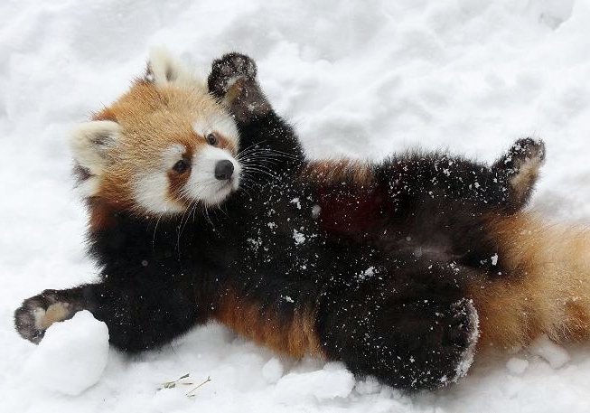 珍しい動物達 レッサーパンダの威嚇 レッサーパンダは相手を警戒して威嚇する際に少しでも体を大きく見せるために手を広げたポーズを取ります ただし 可愛すぎて威嚇と気づかれない事も多い