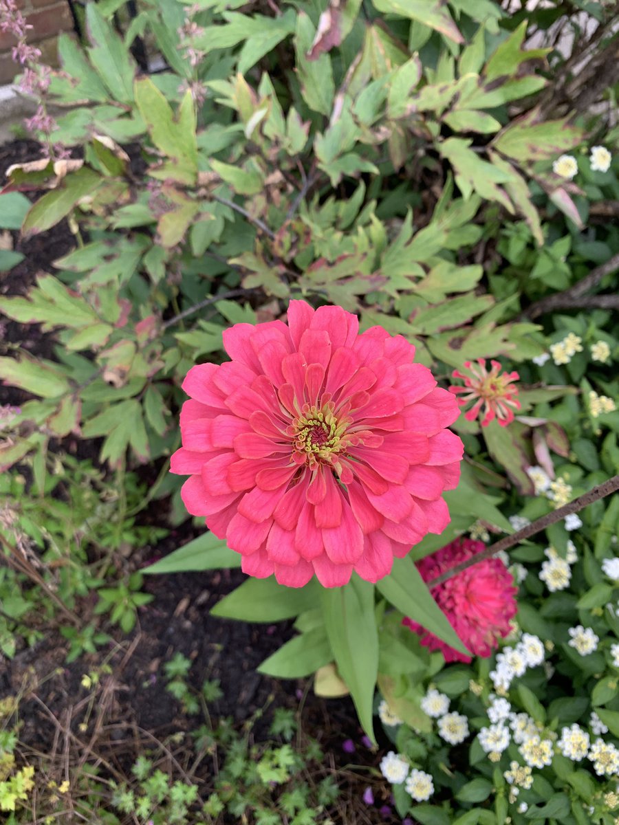 When I look at flowers I immediately believe in miracles again! How is such beauty even possible if miracles are not? #miracles #flowers